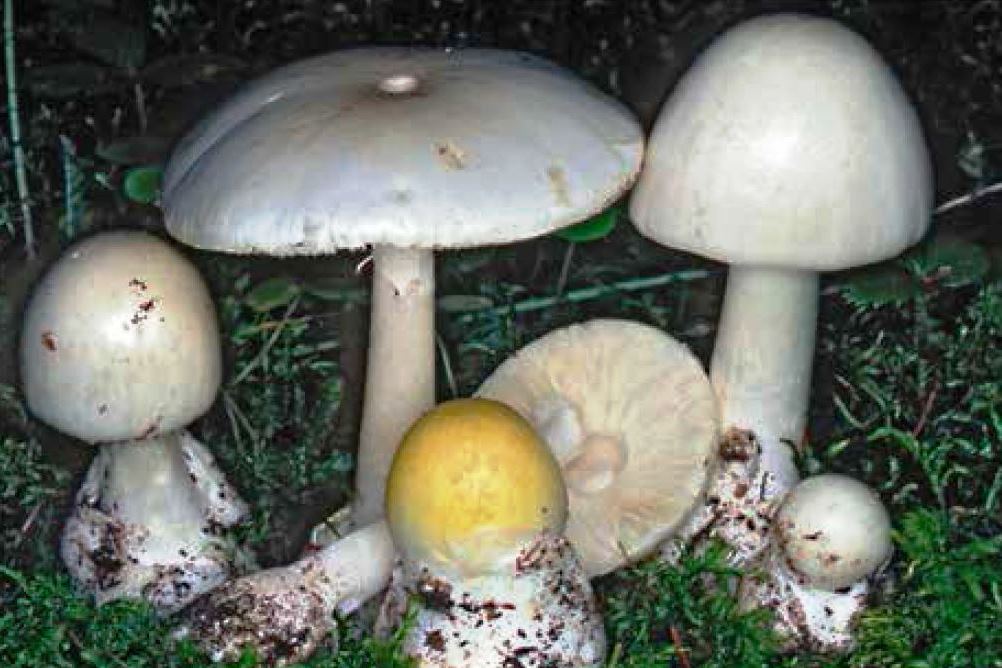 Amanita falloide (var. bianca)