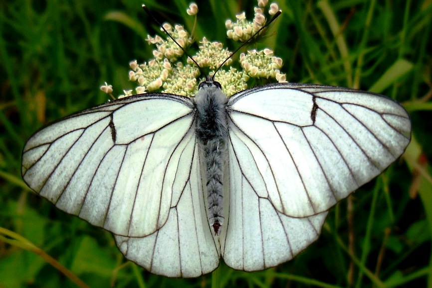 Pieride del biancospino