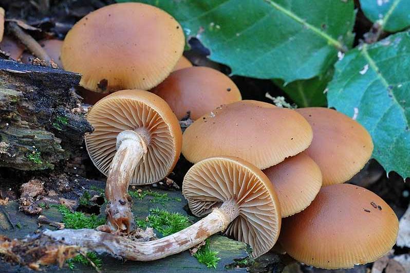 Galerina marginata