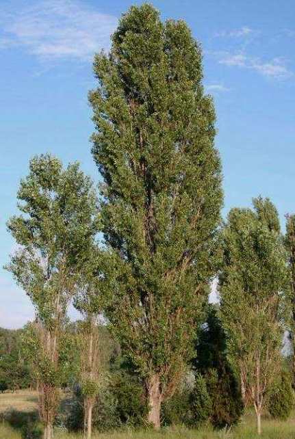 <h1>Populus nigra</h1>