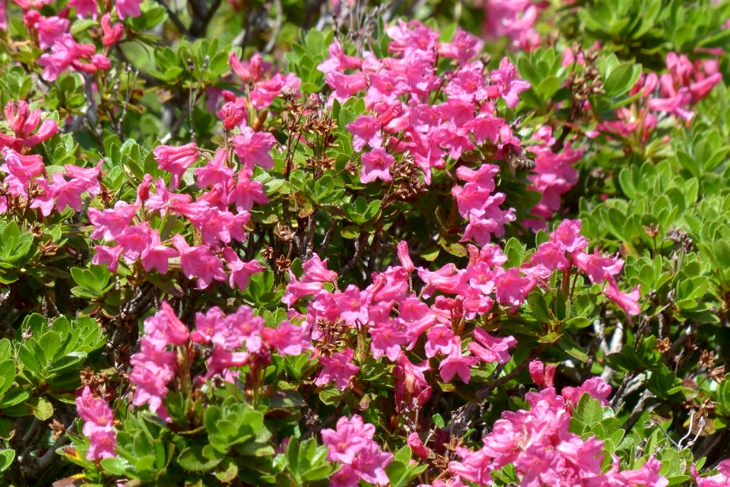 <h1>Rhododendron hirsutum	</h1>