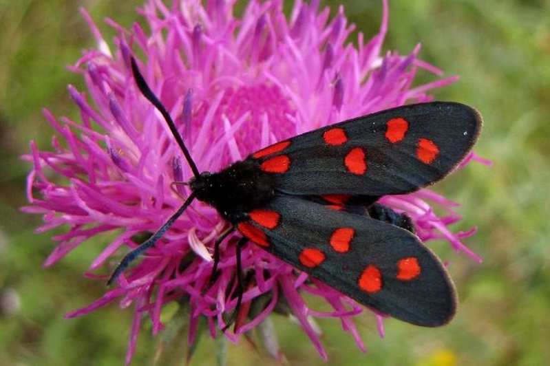 Zygaena Transalpina