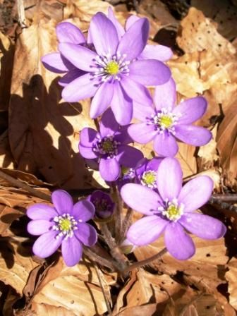 Anemone fegatella