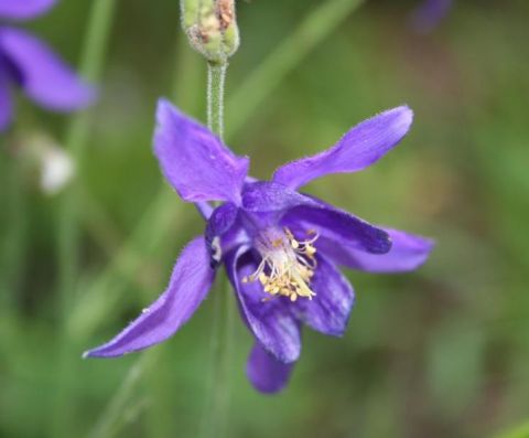 Aquilegia di Einsele