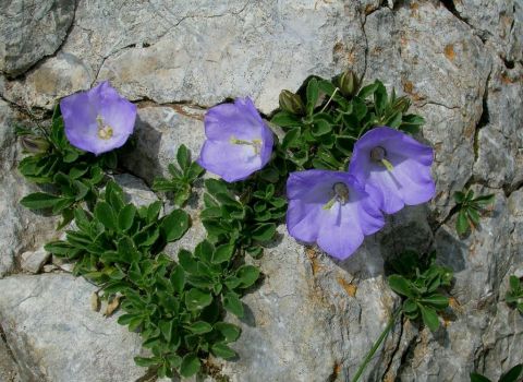 Campanula dell'Arciduca