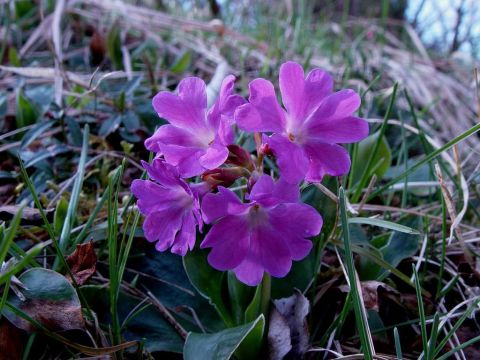 Primula Lombarda