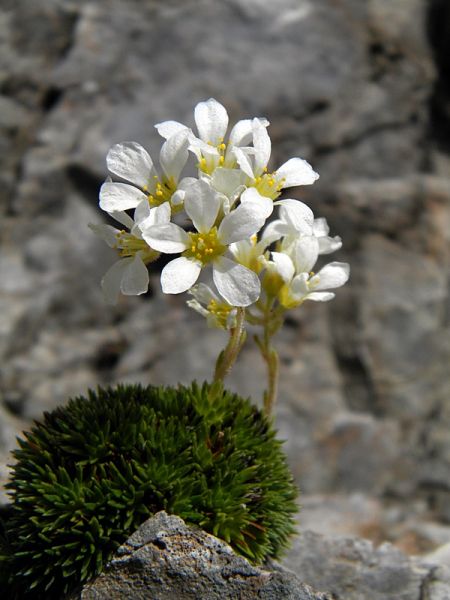 Sassifraga del Vandelli