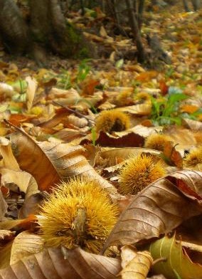 Un autunno tra i più caldi degli ultimi 200 anni