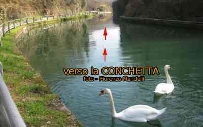 Conchetta