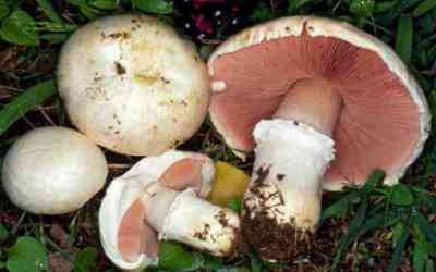 Agaricus campestris