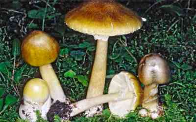 Amanita phalloides