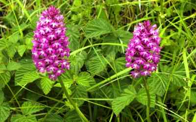 Anacamptis pyramidalis