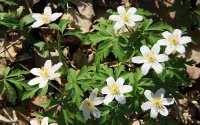 Anemone nemorosa