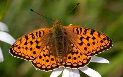 Argynnis Niobe