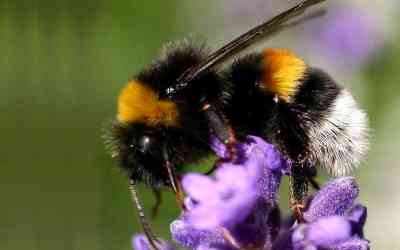 Bombus terrestris