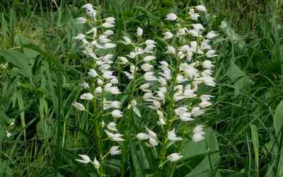 Cephalanthera longifolia