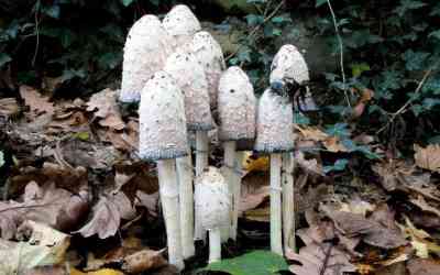 Coprinus comatus