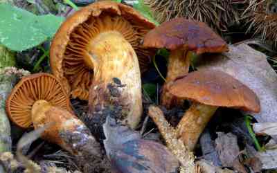 Cortinarius orellanus