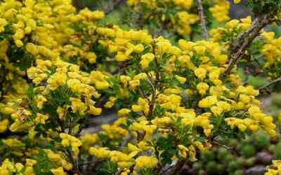 Cytisus emeriflorus