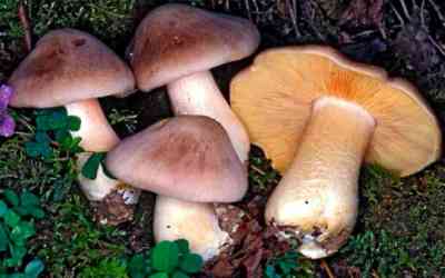 Entoloma sinuatum