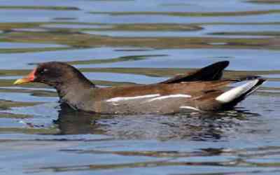 Gallinella d'acqua