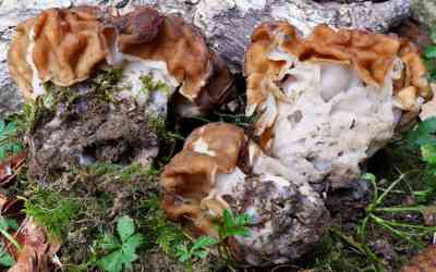 Gyromitra gigas