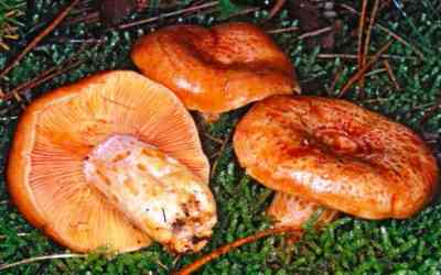 Lactarius deliciosus