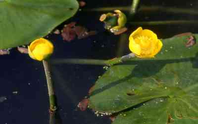 Nuphar lutea