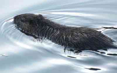 Nutria