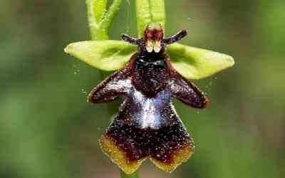 Ophrys insectifera