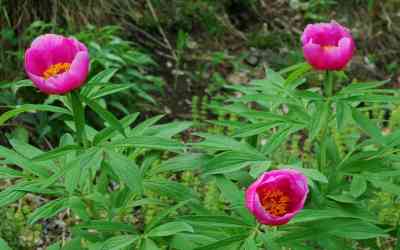 Peonia selvatica