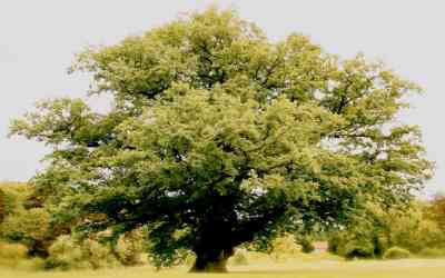 Platanus hybrida