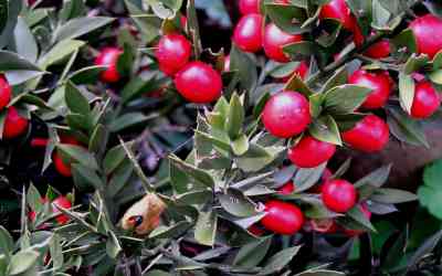 Ruscus aculeatus