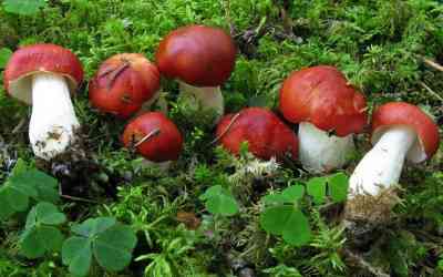 Russula emetica