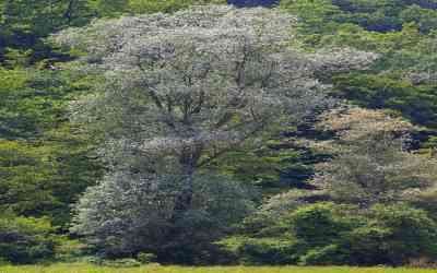 Salix alba