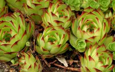 Sempervivum tectorum