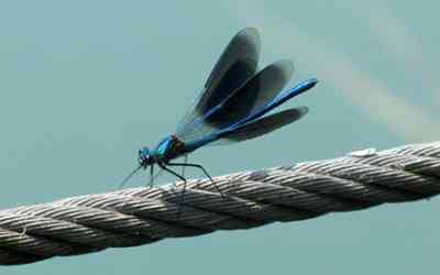 Libellula blu