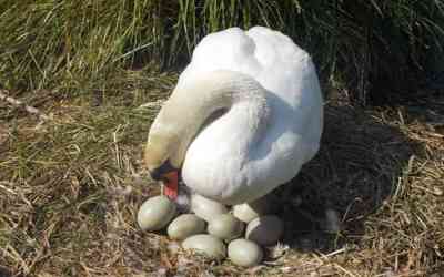 Mamma cigno e le sue uova