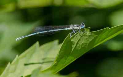 Libellula a Paderno