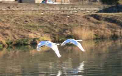 Cigni in volo