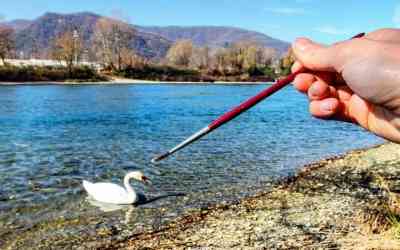 Cigno reale al Lavello