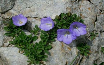 Campanula dell'Arciduca