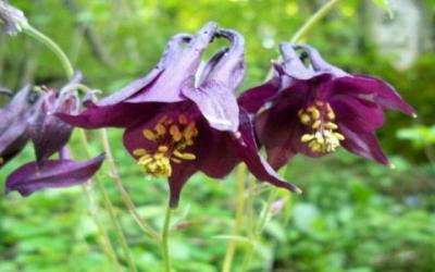 Aquilegia Scura