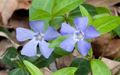 Pervinca minore